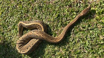 Pinstripe Ball Python 