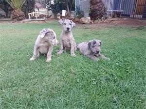 Greatdane puppies 
