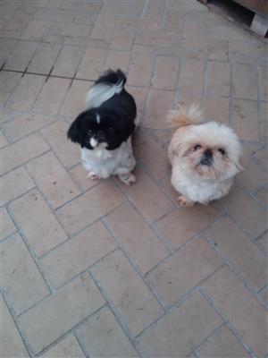 Pekingese females for sale 