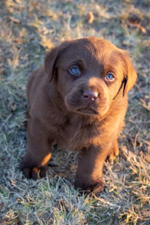 Chocolate and Golden Labrador puppies for sale