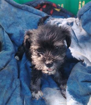 Beautiful schnauzer puppies