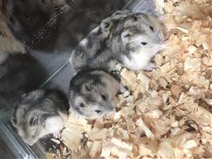 Dwarf hamster pups for sale 