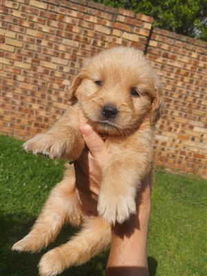 Golden Retriever puppies 