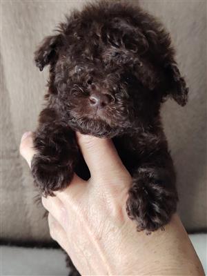 Stunning toy poodle chocolate males available 