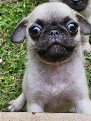 Pug puppies 