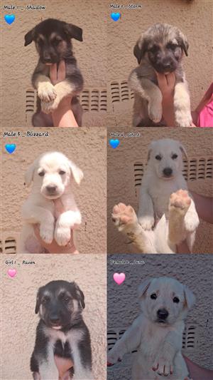 German shepherd puppies