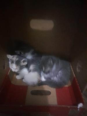 Cute baby cats up for sale 