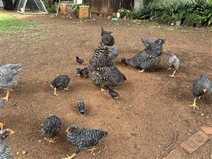 Chickens. Potch Koekoek hens and roosters