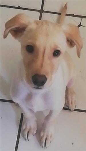 1x MALE LABRADOR PUP IN THREE RIVERS, VEREENIGING