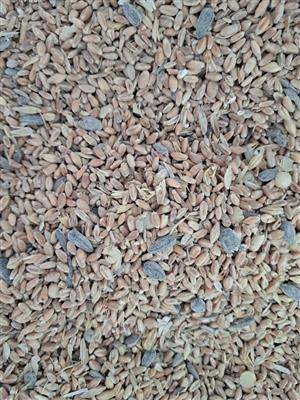 Wheat with sunflower