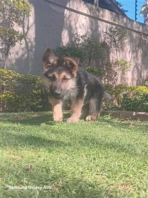 German Shepherd Puppies 