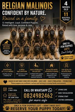 BELGIAN MALINOIS PUPPIES – PUREBRED