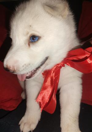 2x MALE HUSKY PUPS IN KLERKSDORP AREA