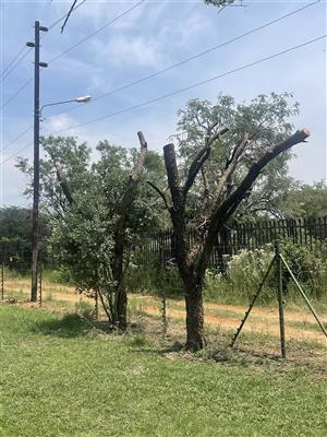 Professional Tree felling and Boom sloping