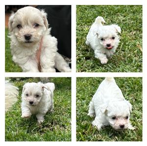 Maltese poodles