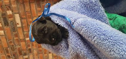 Schnauzer puppies for sale if interested 