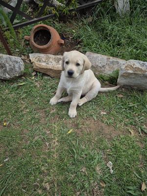 White labrador puppies white male &female