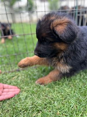 Registered German Shepherd puppies 