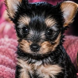 Miniature Female Yorkshire Terrier
