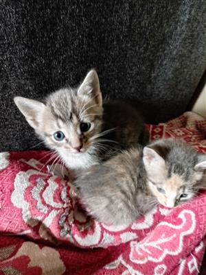 Cute kittens 