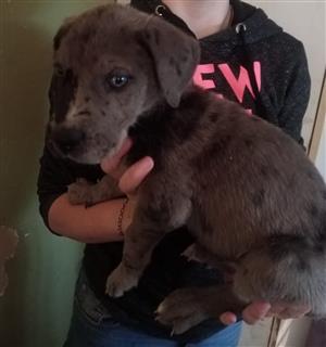Great dane puppies