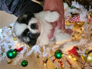 Pekingese x Shi-Tzu Male