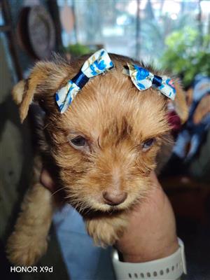 Yorkie boys and girls available