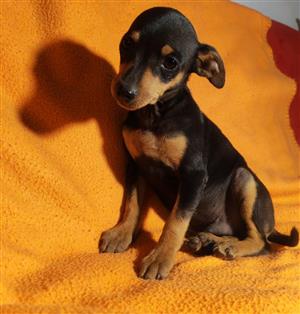 Miniature Doberman pinscher Male puppy