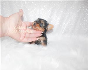 Pocket size Yorkie Male