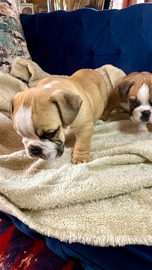 Stunning English bulldog puppies available