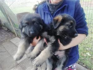 German Shepherd puppies 
