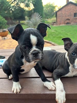 Boston Terrier puppies