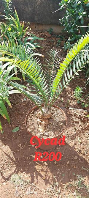 Cycads