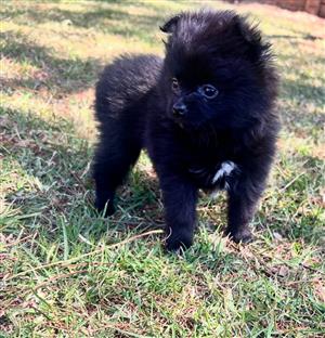 Toy pom puppy