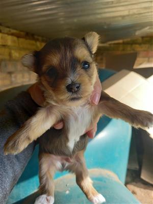 Yorkshire Terrier Male and Female Puppies