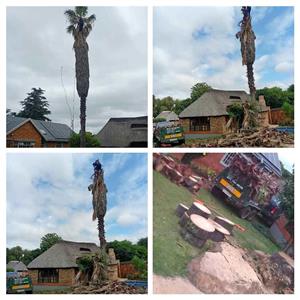 Tall palm tree cutter