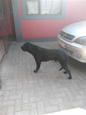 Hi I'm selling my Labrador dog male, 18 months old