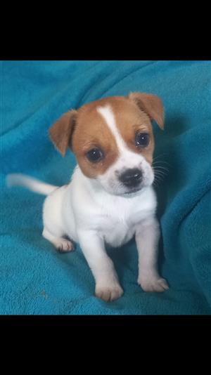 Jack Russell puppies