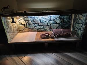 Reptile setup