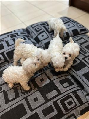 Maltese puppies for sale