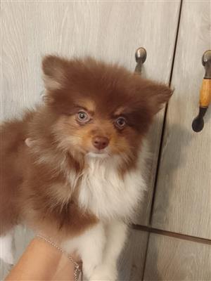 Stunning Miniature Toypom puppies available 