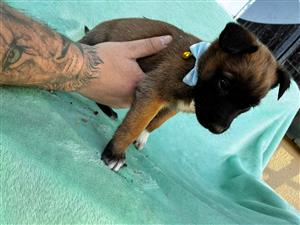 Belgian Malinois 