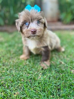 Purebred yorkie puppies for sale