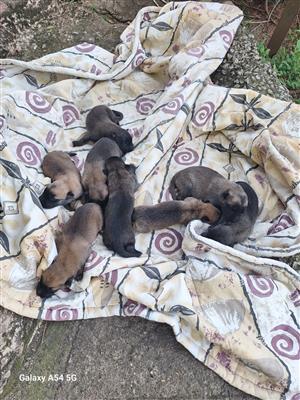 Belgian Malinois X German Shepherd puppies available, almost 3 weeks old