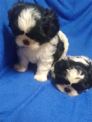 Beautiful shih tzu puppies