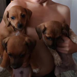 datchund x jackrussel puppies