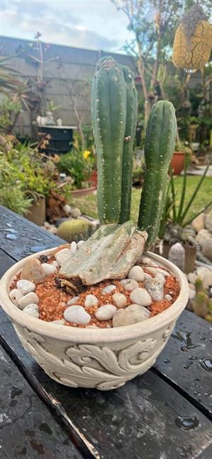 Sanpedro Cactus in a cement pot