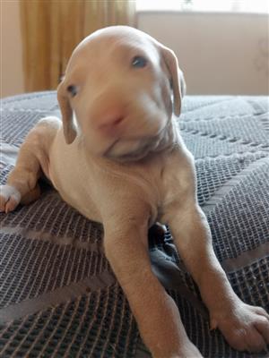 Pure Bred Weimaraner puppies 