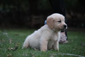 Beautiful Golden Retriever puppies available