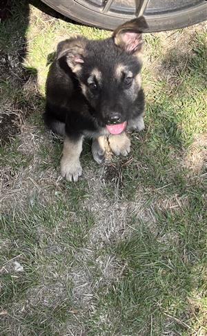 German shepherd puppy 